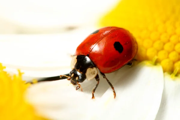 Uğur böceği üzerinde papatya — Stok fotoğraf