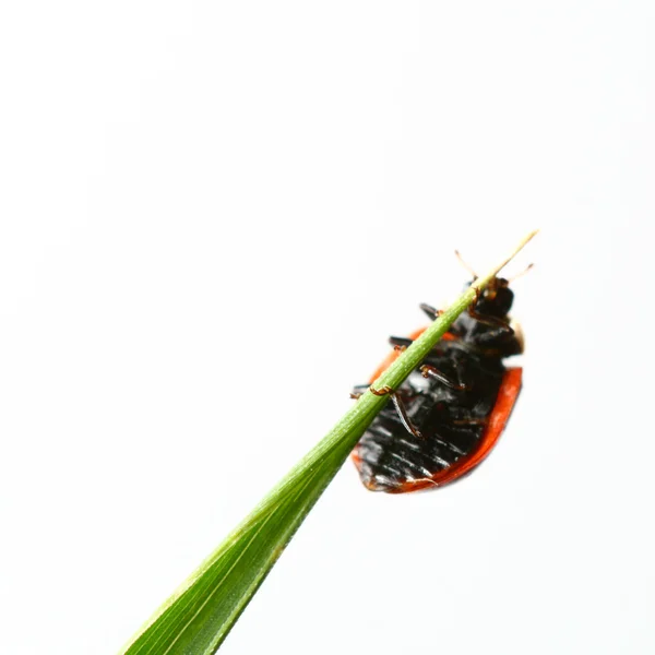 stock image Ladybug on grass