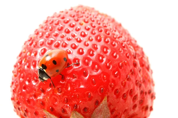 Ladybug gourmet — Stock Photo, Image