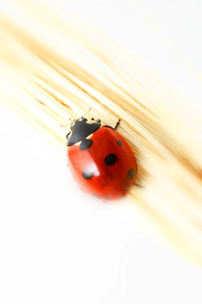 Uğur böceği buğday üzerinde — Stok fotoğraf