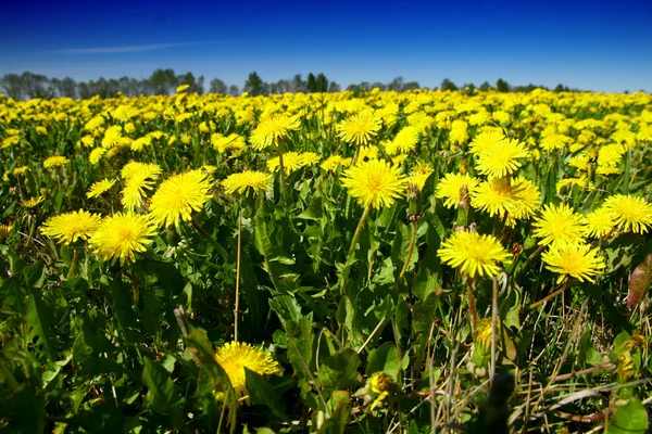 Dandelion green field — Stock Photo, Image