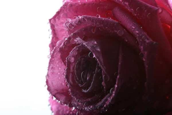 Rose de perto — Fotografia de Stock