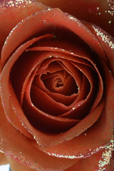 Rosa naranja —  Fotos de Stock
