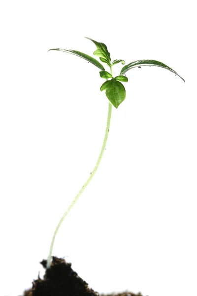 新生活植物 — 图库照片