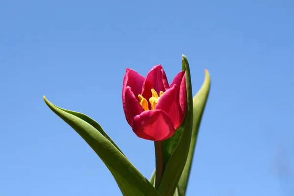 Тюльпан в небе — стоковое фото