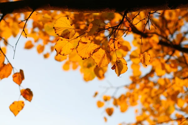 Goldene Blätter — Stockfoto