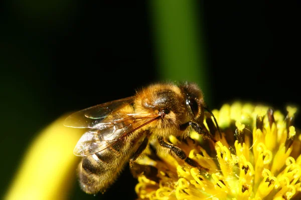 蜂を仕事します。 — ストック写真