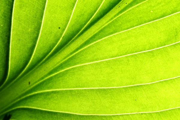 Zielony liść żyły — Zdjęcie stockowe