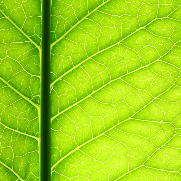 Yeşil yaprak damarı — Stok fotoğraf