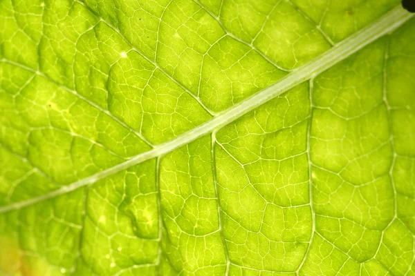 Stock image Green leaf vein