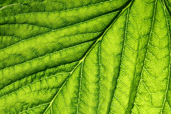 緑の葉の静脈 — ストック写真