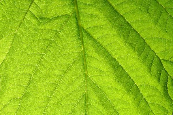 Veia da folha verde — Fotografia de Stock