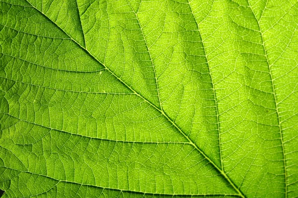 绿叶静脉 — 图库照片