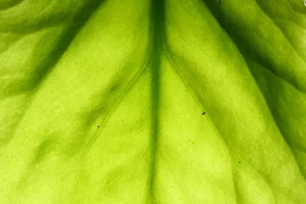 Grönt blad ven — Stockfoto