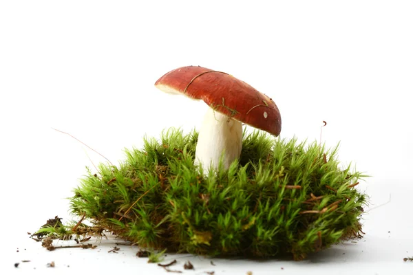 孤立的蘑菇 — 图库照片