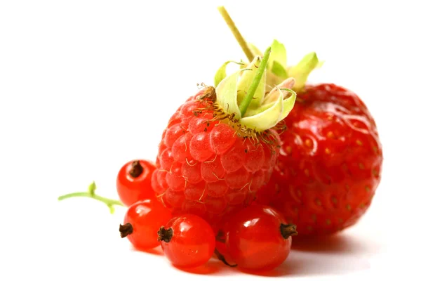 Дикая ягода — стоковое фото