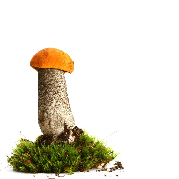 Isolated mushroom Royalty Free Stock Images