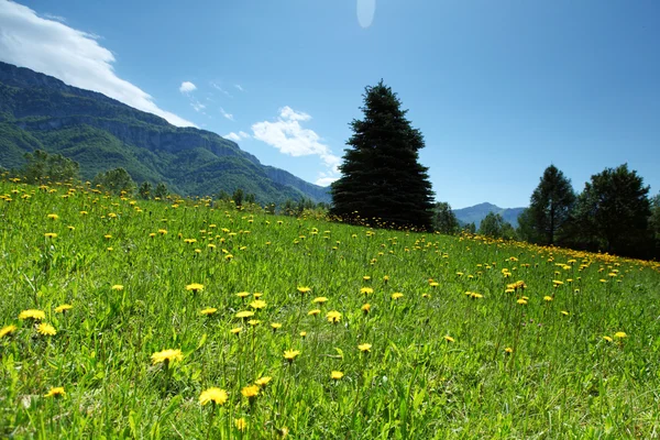 Весна в Альпах — стоковое фото