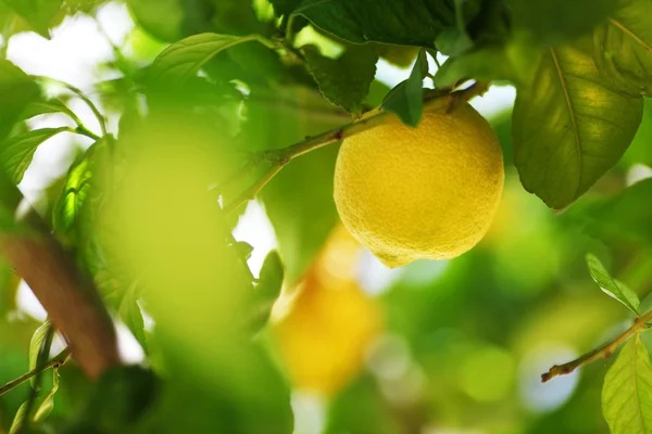 Citron närbild — Stockfoto