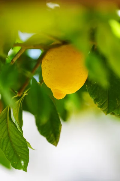 柠檬关门 — 图库照片