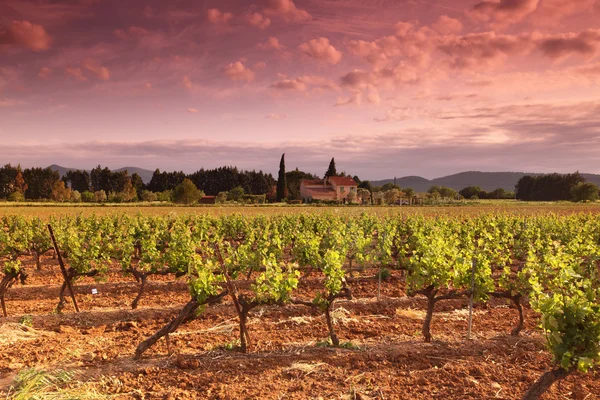 Erstaunliche Weinberg Sonnenuntergang in Frankreich — Stockfoto