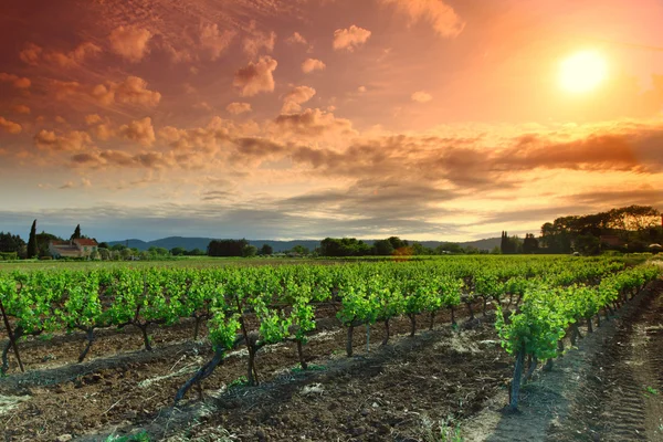 Оранжевое небо над зеленым виноградником — стоковое фото