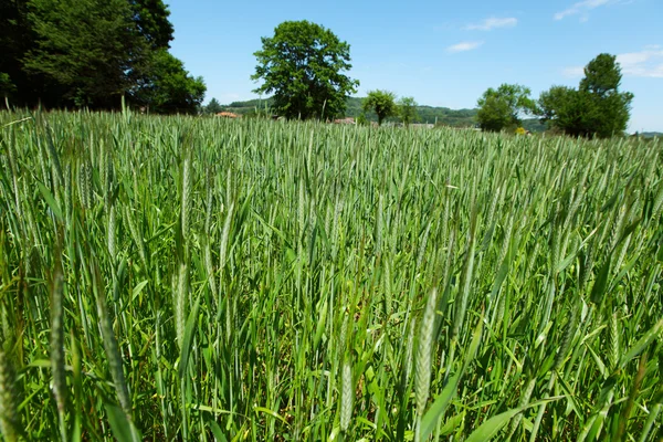 早春の麦畑 — ストック写真