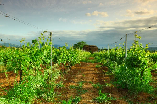 Виноградник во Франции на рассвете — стоковое фото