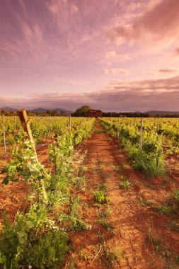 Vineyard in france on sunrise clipart