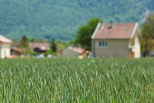Раннее весеннее пшеничное поле — стоковое фото