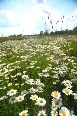 Field with white daisies clipart