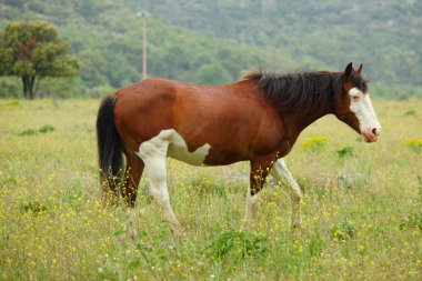 Horse on summer meadow clipart