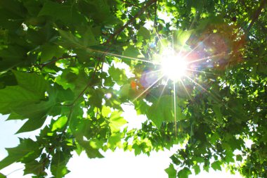 Green leaves and sun clipart