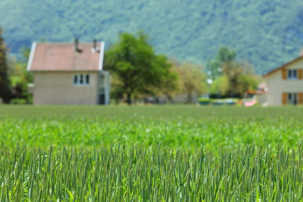 Раннее весеннее пшеничное поле — стоковое фото