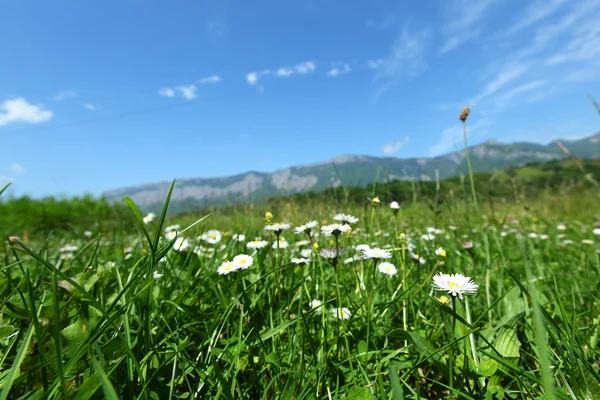 Piękny rumianek w Alpach szwajcarski — Zdjęcie stockowe