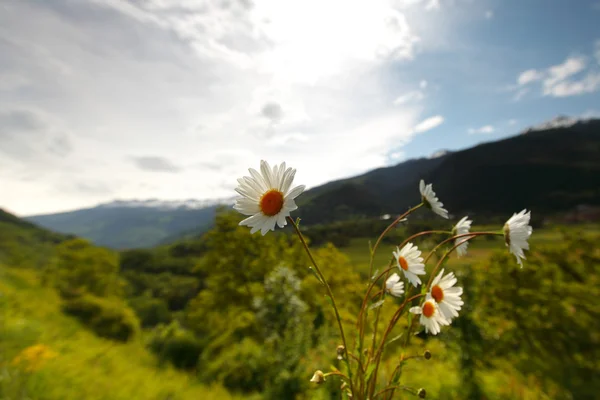 알프스산맥의 아름다운 카모 밀레 — 스톡 사진