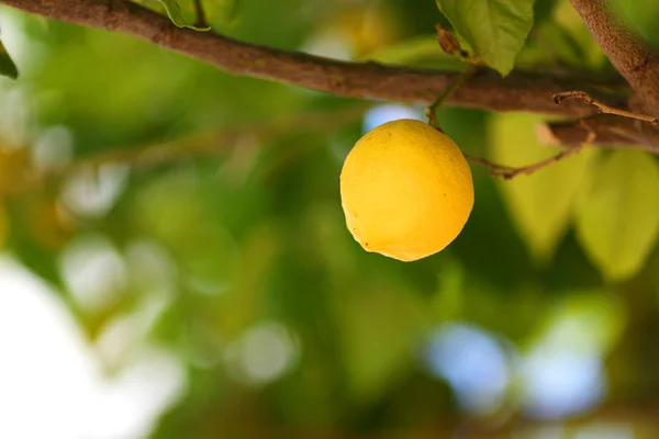 Limon yakın çekim — Stok fotoğraf