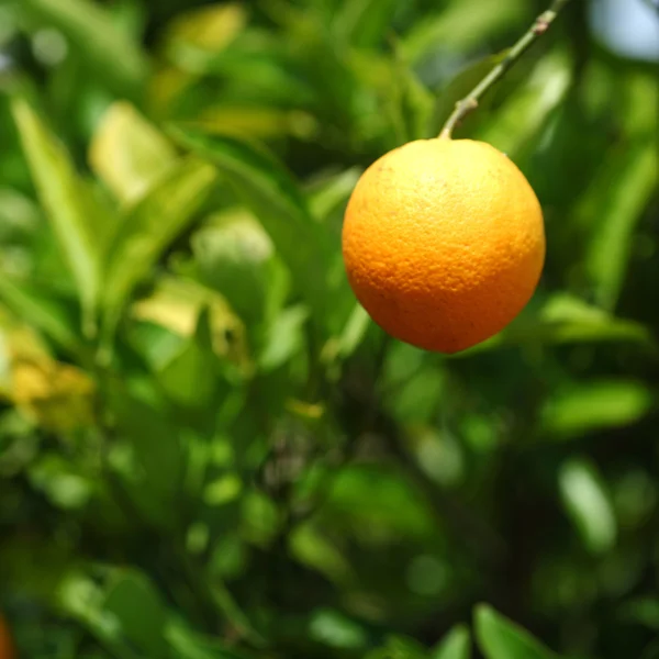 Gren apelsinträd frukter gröna bladen i valencia Spanien — Stockfoto