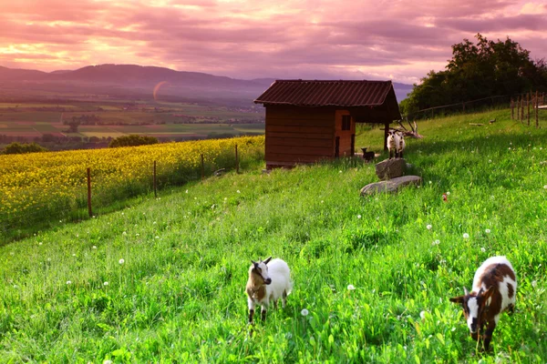 Yeşil çimenlerin üzerinde gündoğumu keçi — Stok fotoğraf