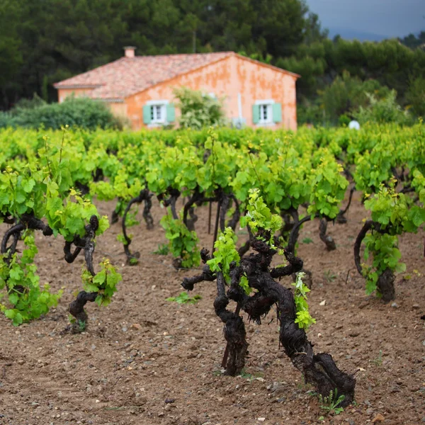Viinitarha Ranskassa — kuvapankkivalokuva
