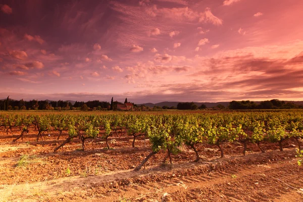 Amazing zonsondergang van de wijngaard in Frankrijk — Stockfoto
