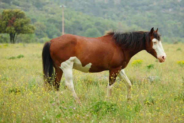 Кінь на літньому лузі — стокове фото