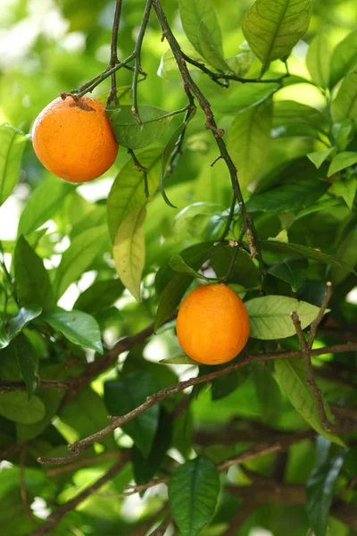 Galho laranjeira frutas folhas verdes — Fotografia de Stock