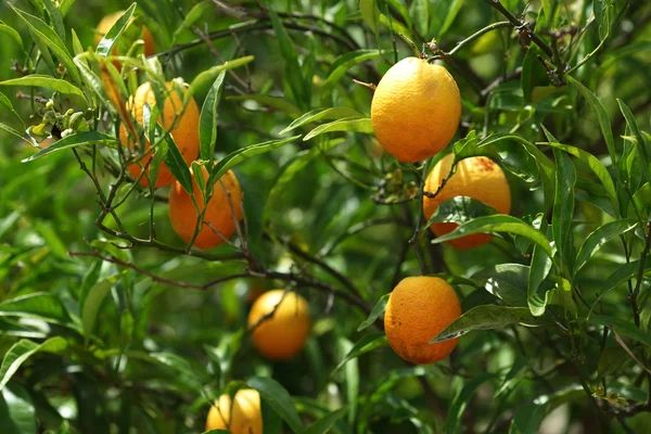 Branch orange tree fruits green leaves — Stock Photo, Image