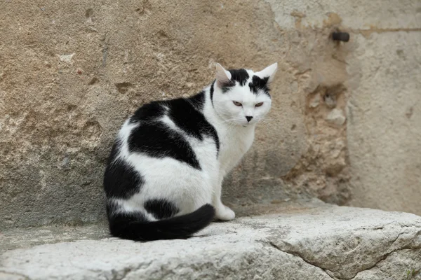 Дикий уличный кот на асфальте — стоковое фото