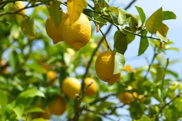 Lemon close up — Stock Photo, Image