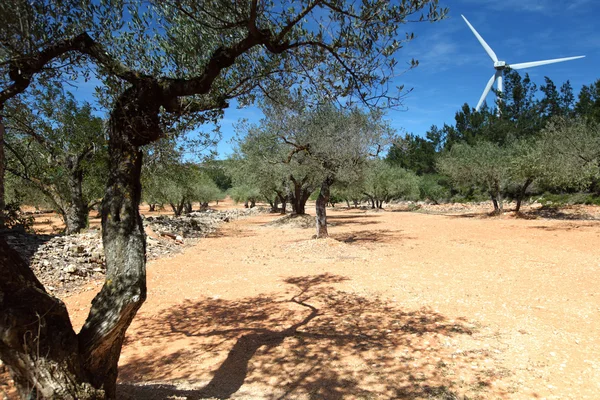 西班牙的橄榄树 — 图库照片