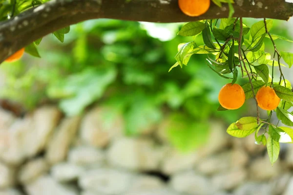 Daun hijau pohon jeruk cabang — Stok Foto
