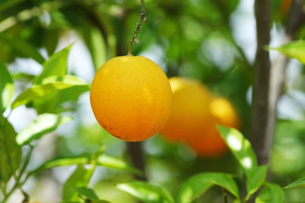 Ramo arancio frutti foglie verdi — Foto Stock