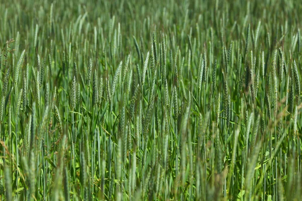 Wczesną wiosną pole pszenicy — Zdjęcie stockowe